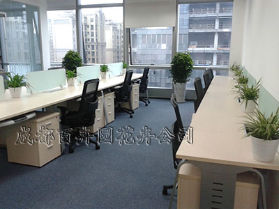 成都植物租赁:盆栽植物在办公室内环境中的作用