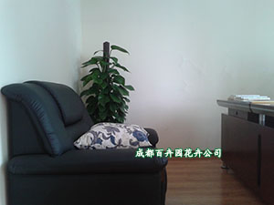 植物租赁公司 成都植物租赁公司