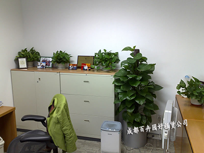 办公室植物租摆绿化方案