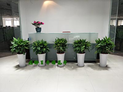 养好办公室摆放的花卉植物，要懂得几个要素