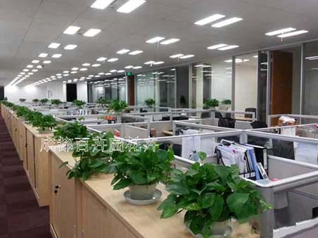 办公室摆放花卉绿植