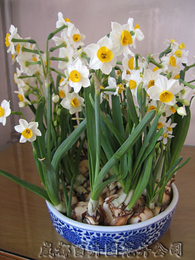 成都鲜花租赁(水仙花)