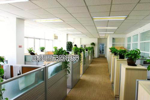 四川某科技信息公司办公室植物租赁案例
