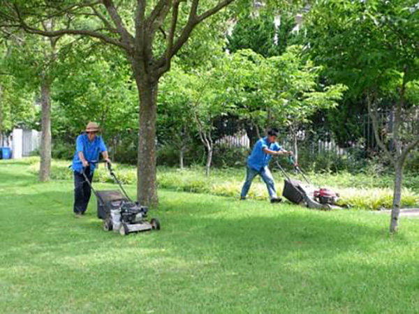 绿化养护草坪修剪