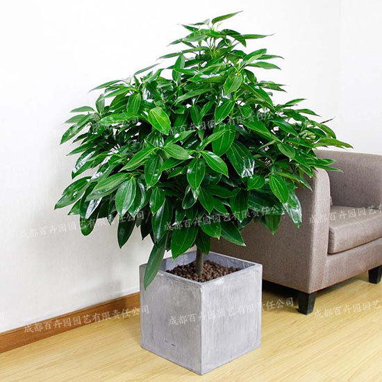 成都室内植物租赁(平安树)