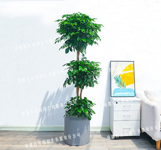 成都室内绿植租赁(造型绿宝幸福树)