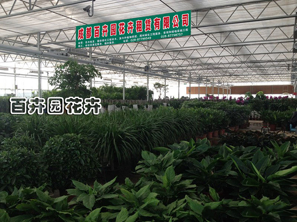花木销售 绿植租赁,花卉租摆,植物出租,盆栽租摆,花木销售
