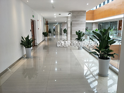 学校植物租赁方案 学校植物租赁方案