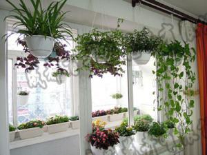 成都花卉租赁公司提醒居家和室内不可不知的养花禁忌