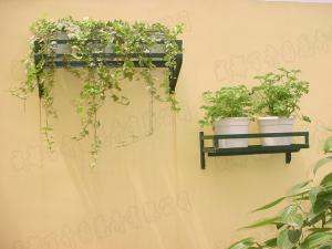 成都花卉租摆公司提醒您在室内感觉憋闷？知道跟植物的选择有关吗？