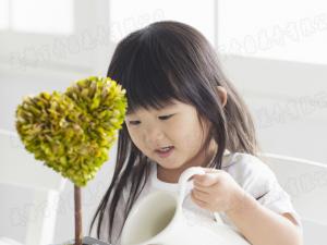 成都植物租摆公司教您怎样浇好刚栽培好的盆花定根水