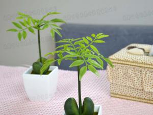 成都植物租摆推存上班族适合养的花草茶