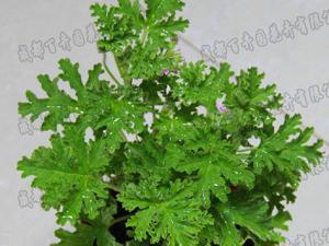 成都植物租摆中的植物驱蚊小能手