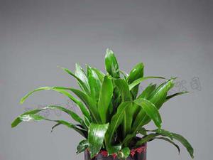 成都绿植出租为您解读购买花卉必须知道的事