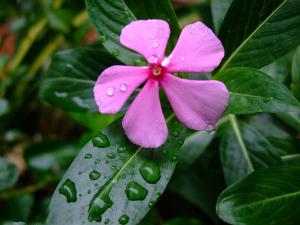 成都植物租赁为什么说花卉是“天然空调器”
