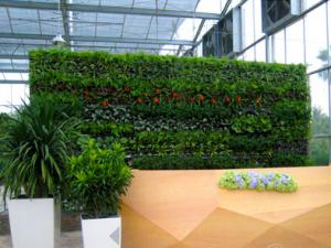 成都租植物对室内绿化的功能和作用有哪些