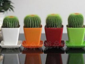 成都花卉租摆中的仙人球有六大作用您知多少