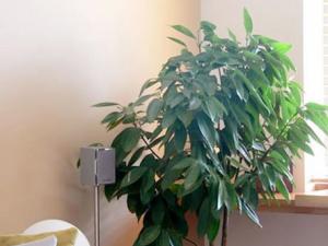 平安树在成都植物租赁中有着重要的角色