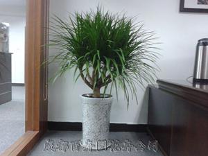 成都植物租赁:盆栽植物养护，您必须知道的几点