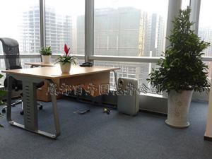 办公室租摆植物提高工作效率:成都植物租赁