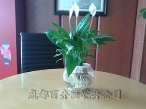 成都花卉租赁中的水培植物需要增氧施肥