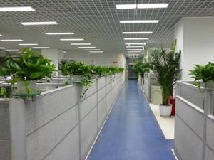 成都办公室植物租赁哪家好