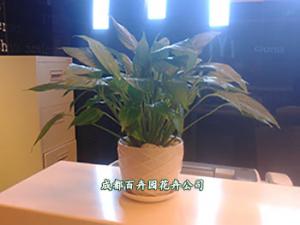 成都植物租赁，花卉租摆，盆栽出租，办公室绿植租摆的服务标准及承诺