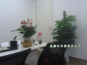 成都植物租赁之办公室内的绿色植物该怎么摆放？