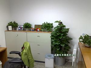 室内盆栽植物具有杀菌消毒的作用