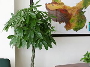 花卉租赁中的盆栽植物发财树(招财树)对室内环境的作用