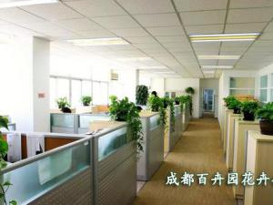 办公室植物租赁、办公室植物租摆方案