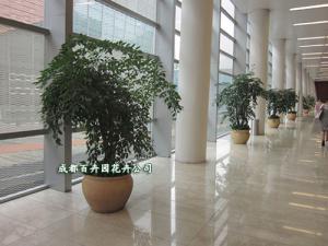 会场绿植租赁、会场绿植租摆方案