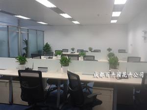 成都植物租赁中的盆栽植物在室内起到什么样的作用 ？