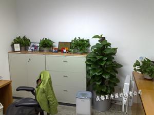 植物租赁公司提供行政办公室植物租摆方案