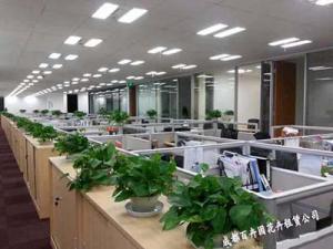 花卉租赁公司提供员工办公区花卉租摆方案