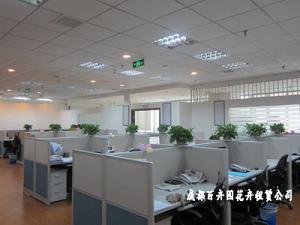 成都植物租摆、办公室绿化植物租摆对环境的作用