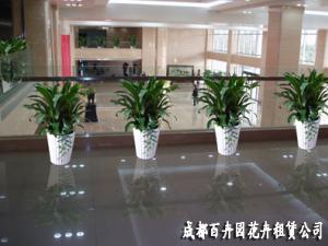 成都植物租赁对办公室植物病害的解决方案