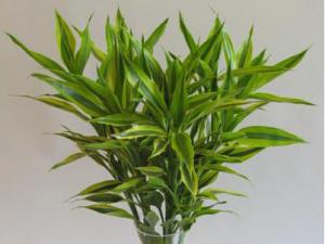 关注成都植物租摆了解富贵竹摆放风水作用