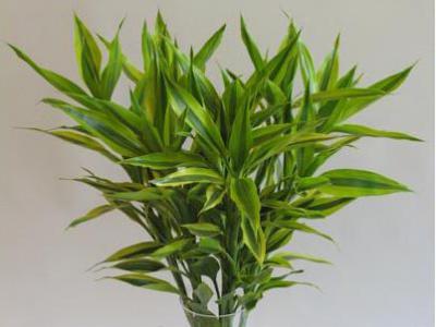 关注成都植物租摆了解富贵竹摆放风水作用