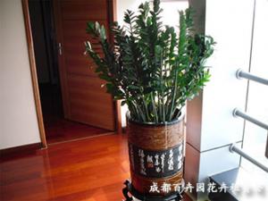 成都植物租赁公司为您介绍室内的植物作用及养护