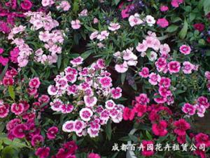 成都花卉租摆公司关于室内花卉的作用及用途