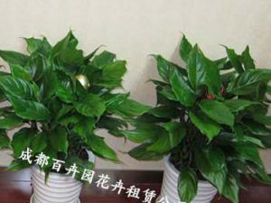 成都花卉租摆公司关于三种万年青植物的区别