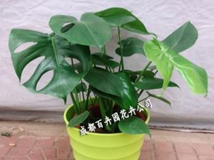 成都租植物_龟背竹的养护要点及注意事项