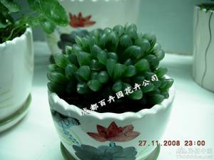 成都植物租赁公司介绍冰灯玉露植物租赁价格及养护方法