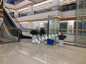 成都植物租赁公司说说植物租赁养护管理标准及细节