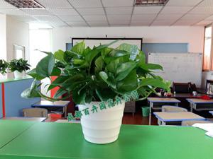 成都租花公司提醒办公室内防辐射,除甲醛植物您选对了吗？