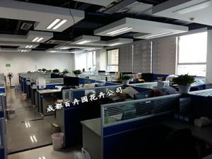 成都植物租赁公司提供租赁的植物品种有哪些？