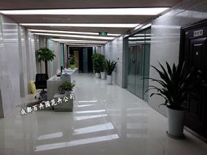 成都绿植租赁公司介绍办公室内绿植摆放注意事项