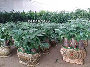 2016成都办公室花卉租摆价格及报价方案