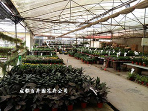 您宁愿租赁盆栽植物还是购买盆栽植物?